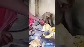 monkey namaste