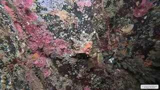 Heart Crab | Vancouver Island | Underwater 4K | Snorkelling | 24 01 2026