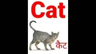 Cat hindi meaning with photo