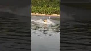 leopard fail during hunting