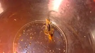 Baby Centruroides nigrescens Feeding