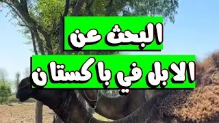 الابل الزينه في باكستان | #الابل #ترند_السعودية #اكسبلور #السعودية_الكويت_الامارات_قطر_عمان_البحرين