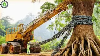 Extreme Dangerous Fastest Big Chainsaw Cutting Tree Machines | Monster Stump Removal Excavator ▶84
