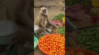 Sun vs monkey 🐒#funny#comedy#reel #vairl#trending#funnymonkeyreel#vairlfunnyvideo#comedysuraj reel