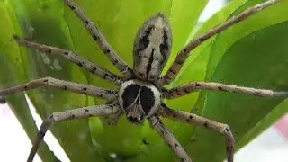 Giant Huntsman Spider Habitat Transfer; Third Home in a Month