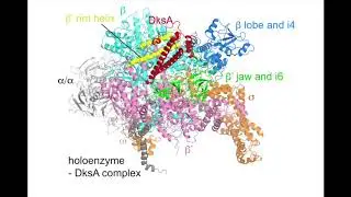 Assembly of DksA and ppGpp to RNAP triggers conformational changes in RNAP and DksA