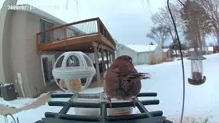 Awe he found a Mate! #carolinawren #birds 