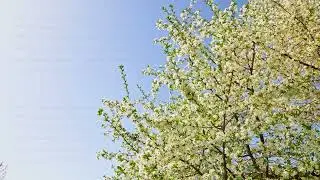 bees pollinating blooming cherry tree on blue sky background