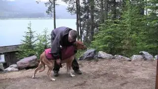 The EzyDog Field Jacket - The Simple Showerproof, Windproof, Rain Jacket for Dogs