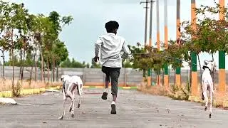 Ready To Race with #mudhol hound / paw pawzers 🐾