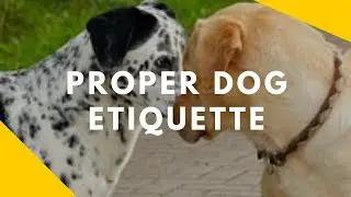 Proper Dog Etiquette - On Leash Greetings