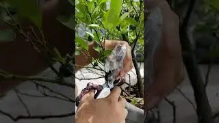 How to Marcot a Citrus Plant Step-by-Step 🌱 | Air Layering & Transplant Guide #gardening #viralvideo