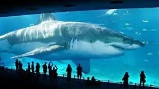 REAL MEGALODON SHARK PROOF/EVIDENCE 2015 (WORLDS BIGGEST/LARGEST SHARK)