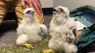 Iowans help reintroduce Peregrine Falcons to the state