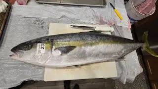 California Yellowtail yo-yo fishing 