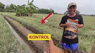 Testimonial LIBERO&reg; Bawang Merah - Hasil Pertumbuhan Tanaman 48 DAA & 55 DAP Pak Painah