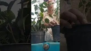 #Hibiscus plant#flowergarden #sort  video # foolfulvari