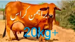 Sahiwal cholistani friesian cross cow for sale (03198651951) on YouTube 4 February 2026