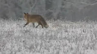 H&uuml;bscher Fuchs #fox #nature #foryou 