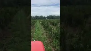 These trees help you get fast privacy.  Green giants at Highland Hill Farm near Philadelphia