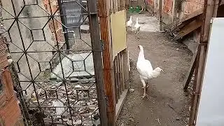 granja ROBVAL e o seu Espantalho