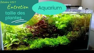 Taille des plantes du bac 54 litres (02/10/21)