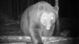 Wekusko Falls Lodge Bear Camera