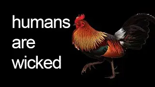 The REAL reason chickens can't fly