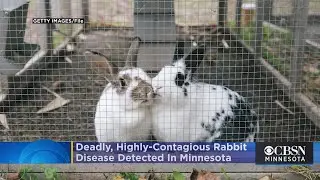 Deadly, Highly-Contagious Rabbit Disease Detected In Minnesota