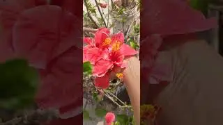 Ежедневный урожай полезных органических овощей с террасного огорода. Опубликовано 29 января 2026 ...