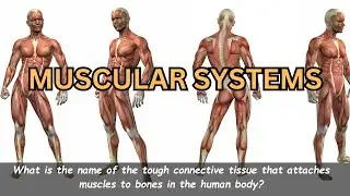 Test your knowledge: Take the ultimate Muscular System quiz! @QuizVentures-lvg