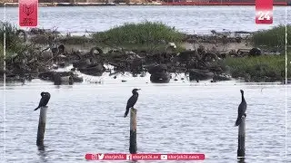 The black gold under Lake Maracaibo: A poisoned wealth for its fauna