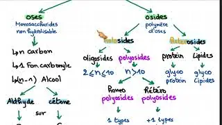 Les Glucides Generality