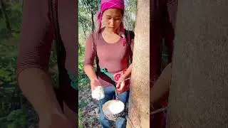 Rubber Harvest Techniques Highlights #RubberTapping #FarmLife #AgriVlog