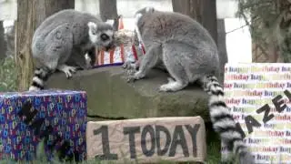 Lemur's 1st Birthday Party