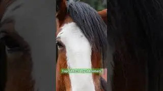 5 Most Loyal Animals on Earth Backed by Science #animals #shorts #viral #fyp
