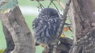 The Little owl in the oak tree!!