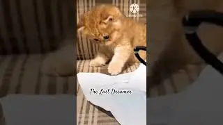 Hello Kitten #cat #youtubeshorts #kitten #shorts #cutecat #baby # The Last Dreamer