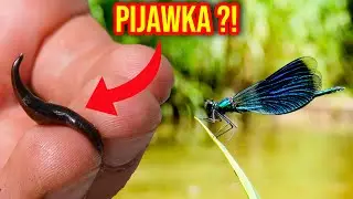 CZY POLSKIE RZEKI SĄ CZYSTE ?