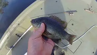 Fishing for panfish Bluegill & Redears perch in bayou Segnette