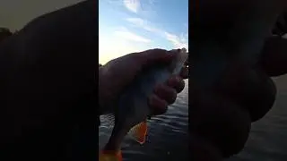 Fishing. Tail spinner rules 👍👍👍 #fishing #fishing #perch