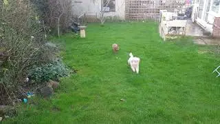 @frankieking6499 puppy and mother running. cavapoos
