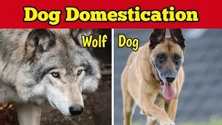 The history of the domestication of dogs into the most loyal animals and human friends