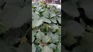 mini strawberry Garden 😇 #garden #highlights #viralvideo #strawberry