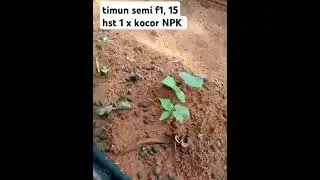 #shorts  TIMUN 15 hst 1 kali kocor,, belum nampak mumbul