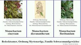 Bedecktsamer, Ordnung Myrtenartige, Familie Schwarzmundgew&auml;chse monochaetum chinensis angiosperms