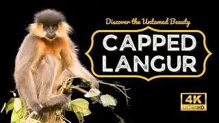 The Capped Langur (Trachypithecus pileatus) | A large monkey |