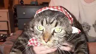 Pet treater july 2019