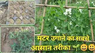 बीज से फल तक मटर उगाने का सबसे आसान तरीका 🌱💕