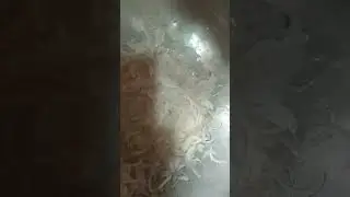 Shaba ka kitchen delicious chicken biryani recipe likes subscribe my channel thank you friend 👍